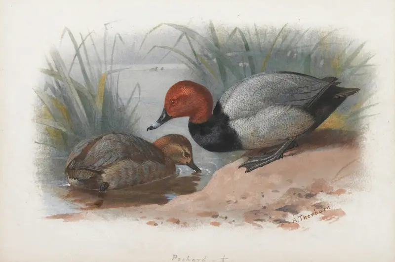 Ett par dykänder av Archibald Thorburn