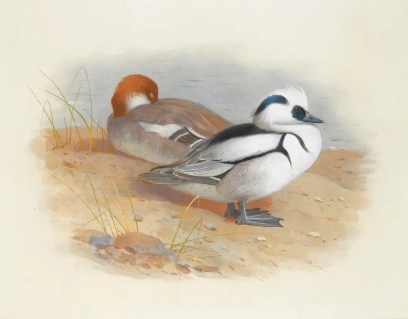 Ett par salskrakar av Archibald Thorburn