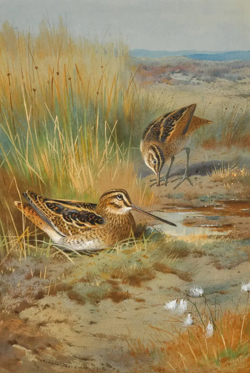 Ett par beckasiner (Gallinago Gallinago) av Archibald Thorburn