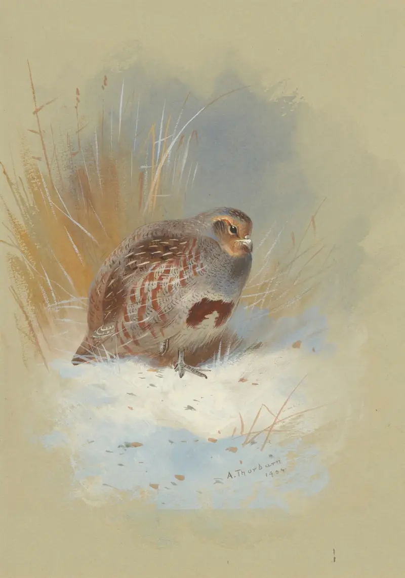 Ett rapphöns i snön av Archibald Thorburn