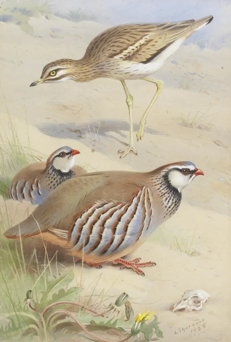 A Stone Curlew And A Pair Of French Partridge av Archibald Thorburn