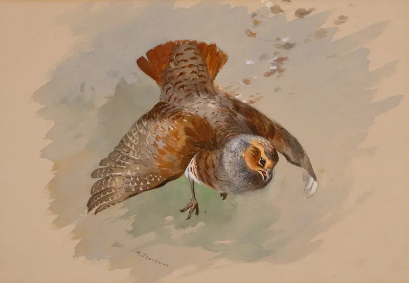 A Top Shot av Archibald Thorburn