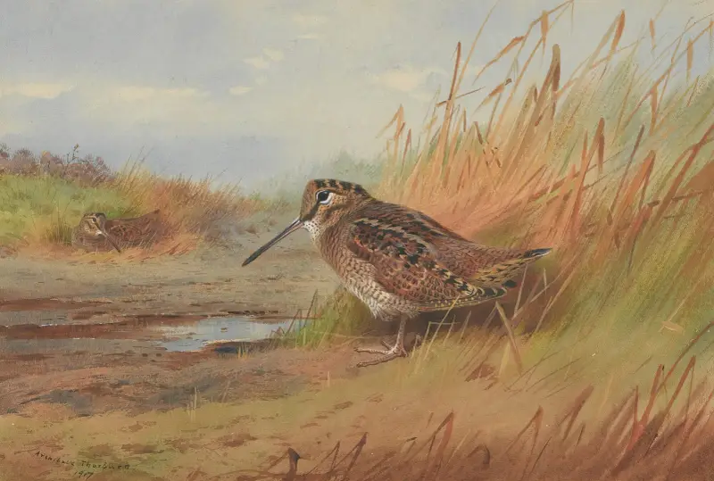 En morkulla av Archibald Thorburn