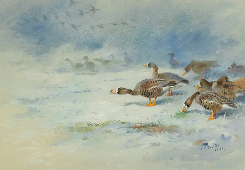 Vitkindade gäss av Archibald Thorburn