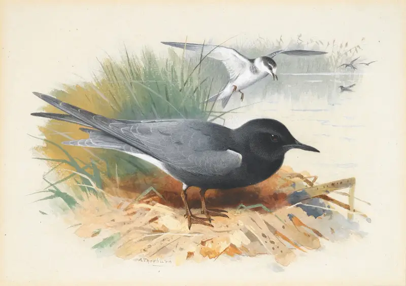 Black Tern; Great Shearwater av Archibald Thorburn