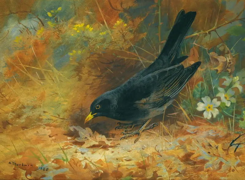 Blackbird av Archibald Thorburn