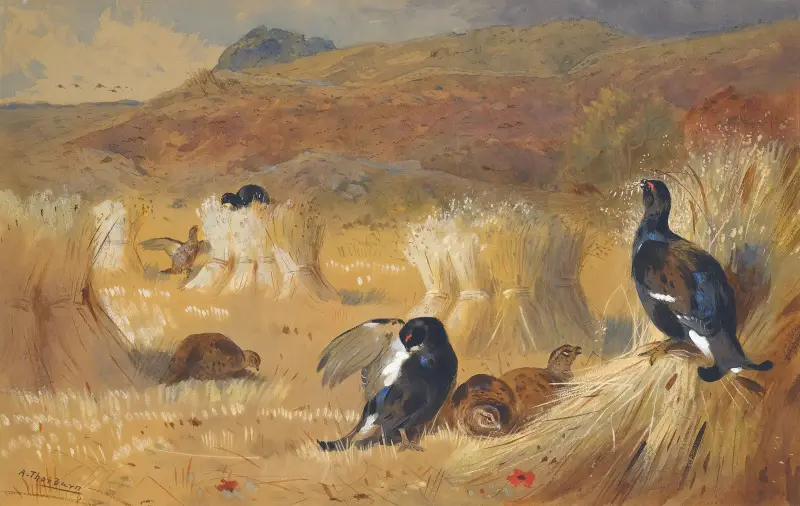 Blackcock In A Field av Archibald Thorburn