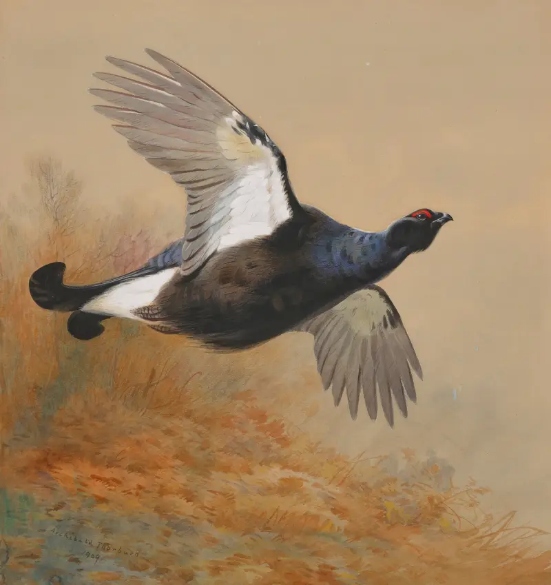 Orrar i flykt av Archibald Thorburn