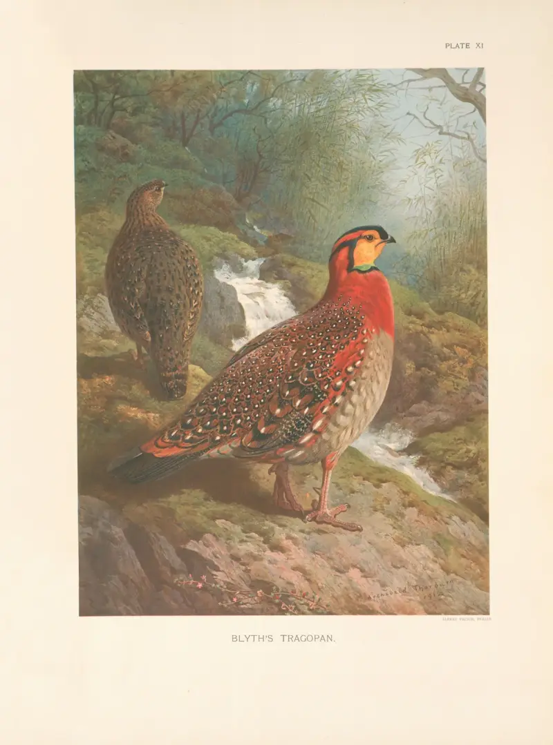 Blyths tragopan (Tragopan blythi blythi) av Archibald Thorburn