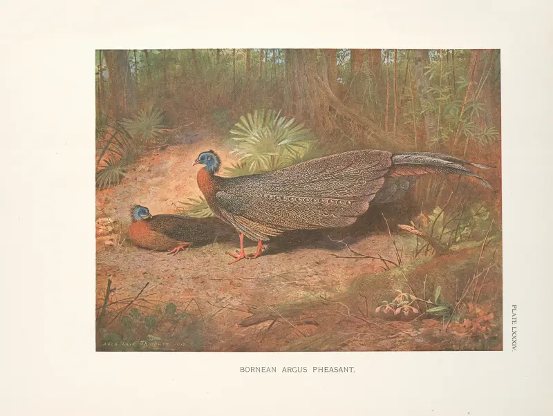 Bornean Argus Pheasant (Argusianus grayi). av Archibald Thorburn