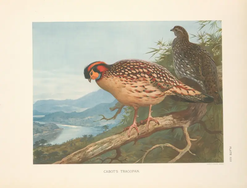 Cabot’s Tragopan (Tragopan caboti). av Archibald Thorburn