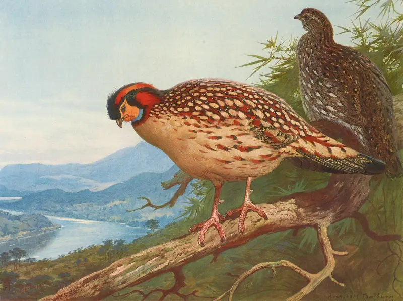 Cabots Tragopan von Archibald Thorburn