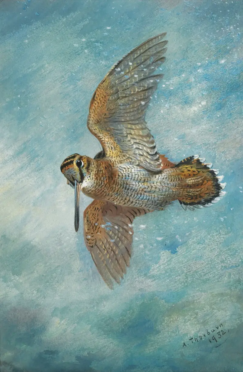 Fångad i en snöstorm, morkulla av Archibald Thorburn