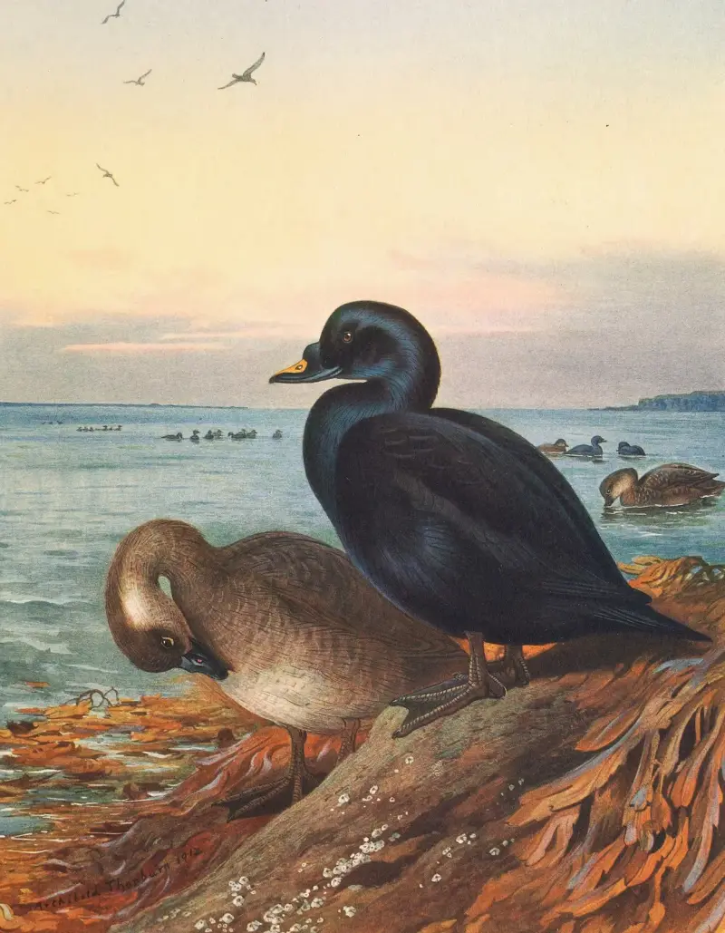 Trauerente von Archibald Thorburn