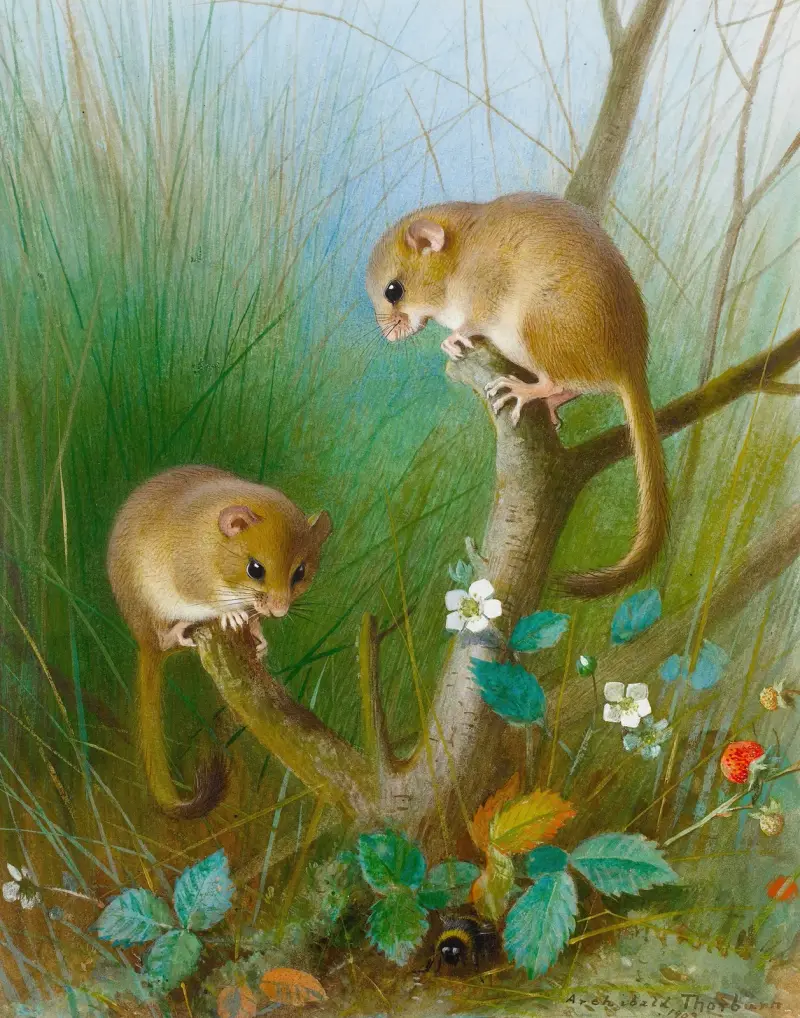 Haselmäuse von Archibald Thorburn