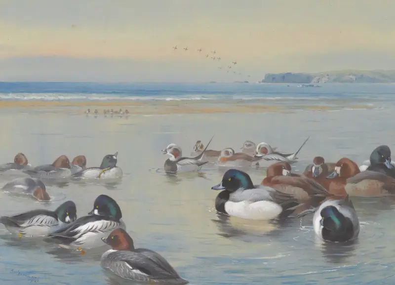 Ducks Along The Shoreline av Archibald Thorburn