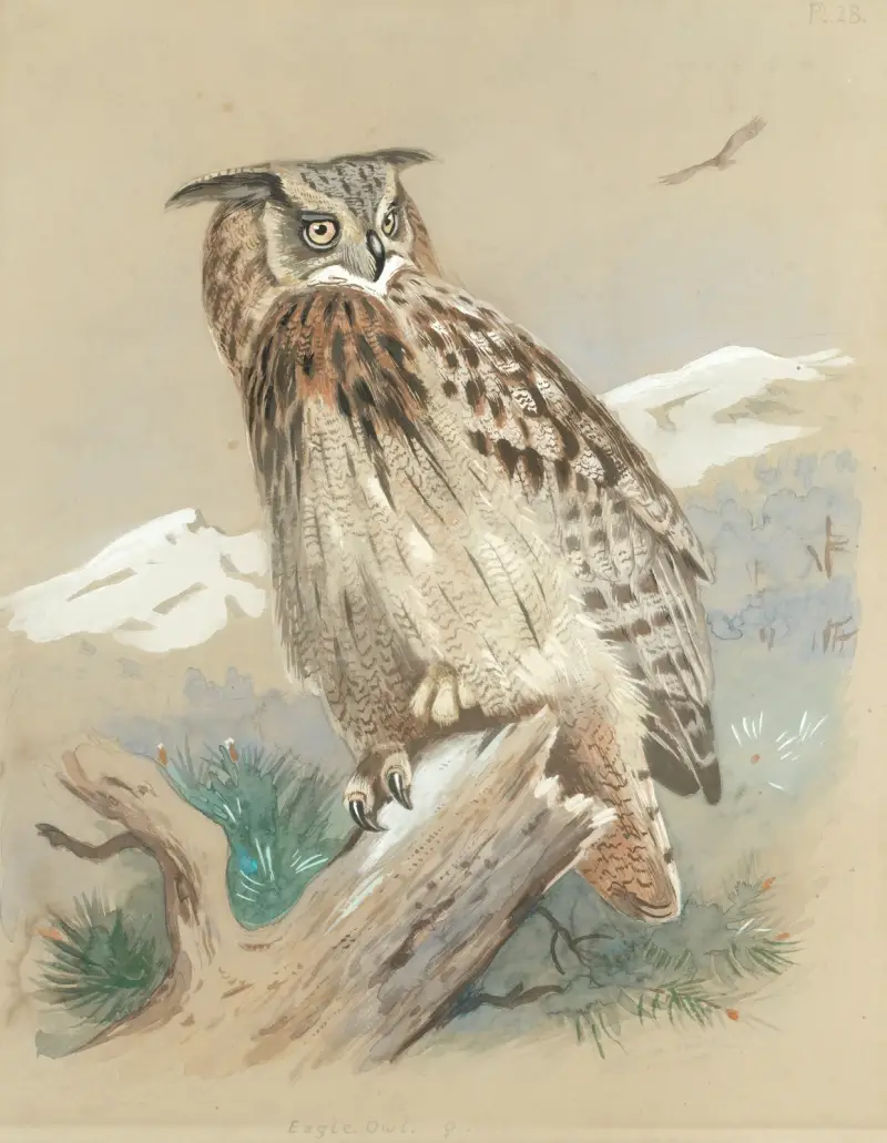 Berguv av Archibald Thorburn