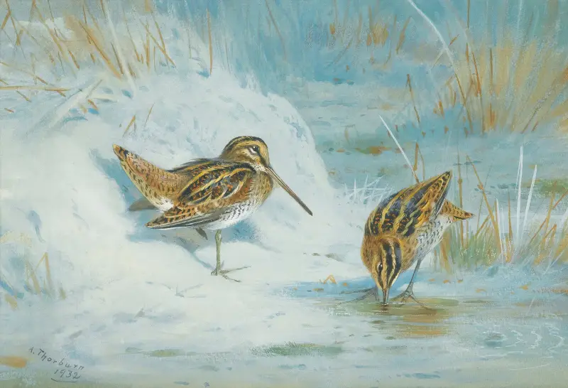 Frozen Out Snipe av Archibald Thorburn