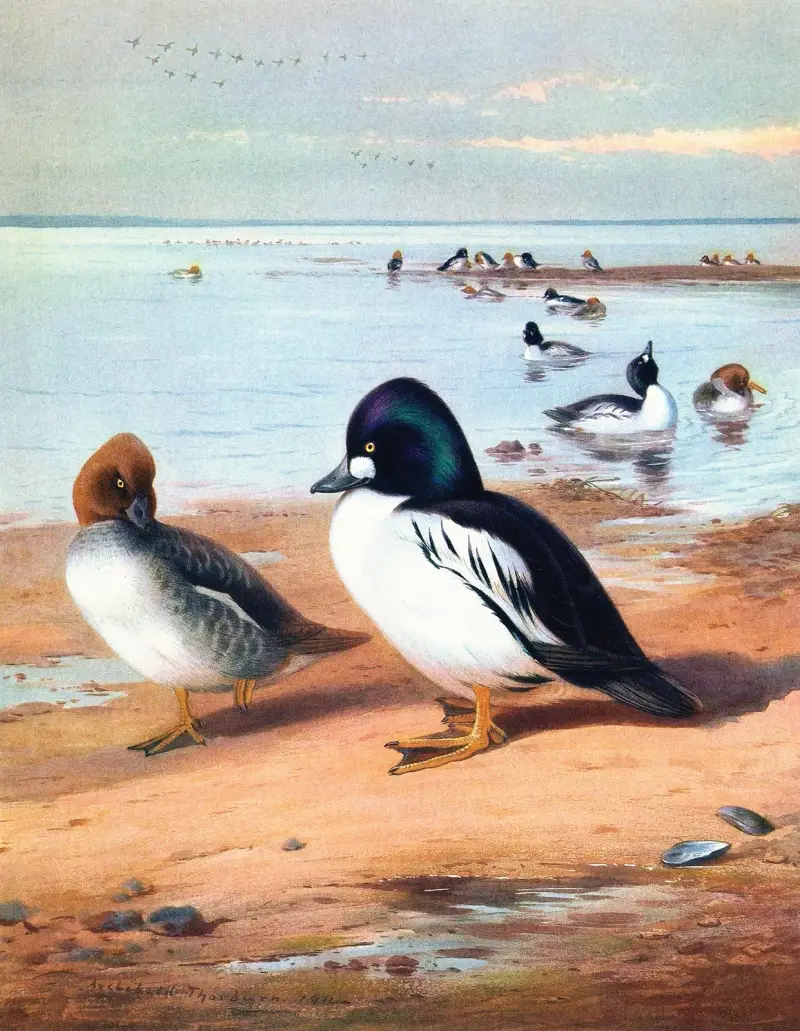 Golden-Eye von Archibald Thorburn