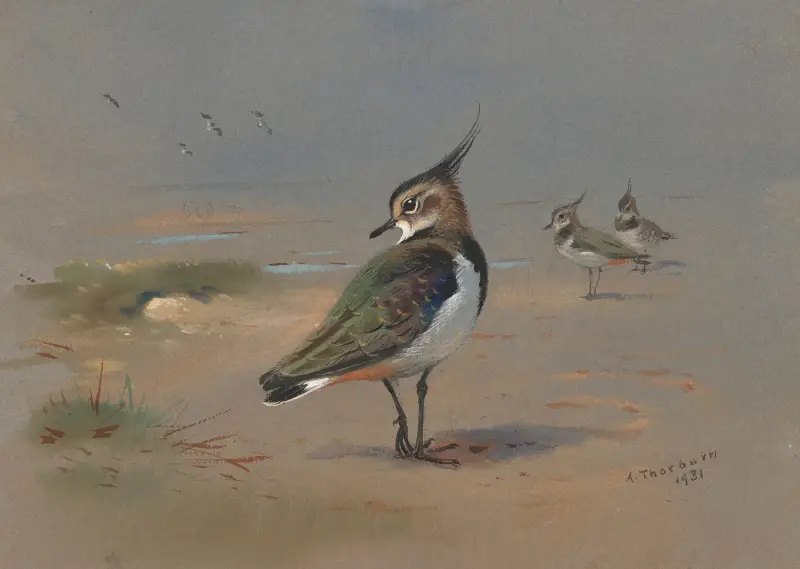 Green Plovers av Archibald Thorburn