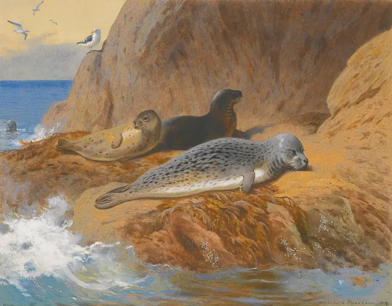 Gråsälar och knubbsälar i vila av Archibald Thorburn