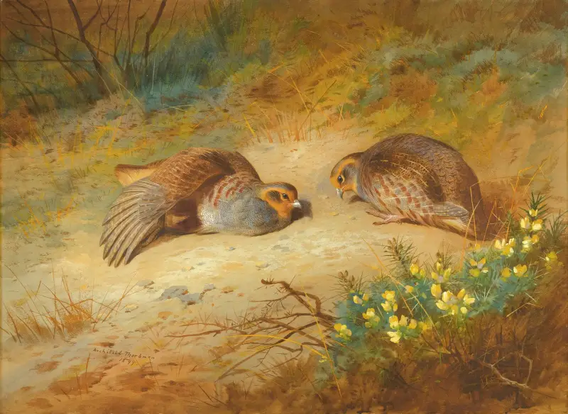 Grå rapphöna av Archibald Thorburn
