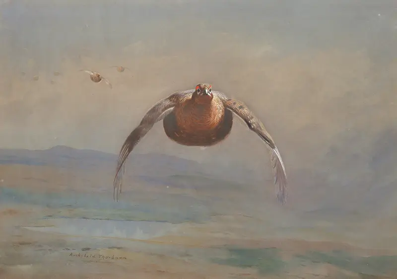 Ripa i flykt av Archibald Thorburn
