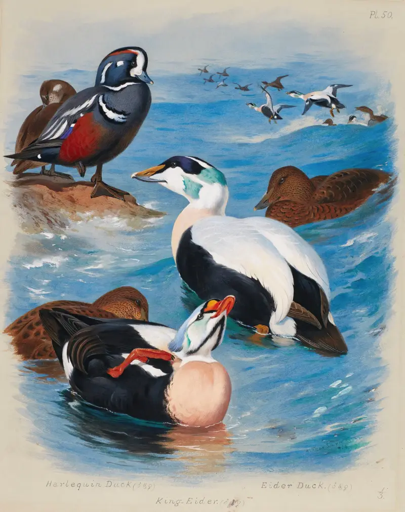 Harlequin And Eider Ducks av Archibald Thorburn