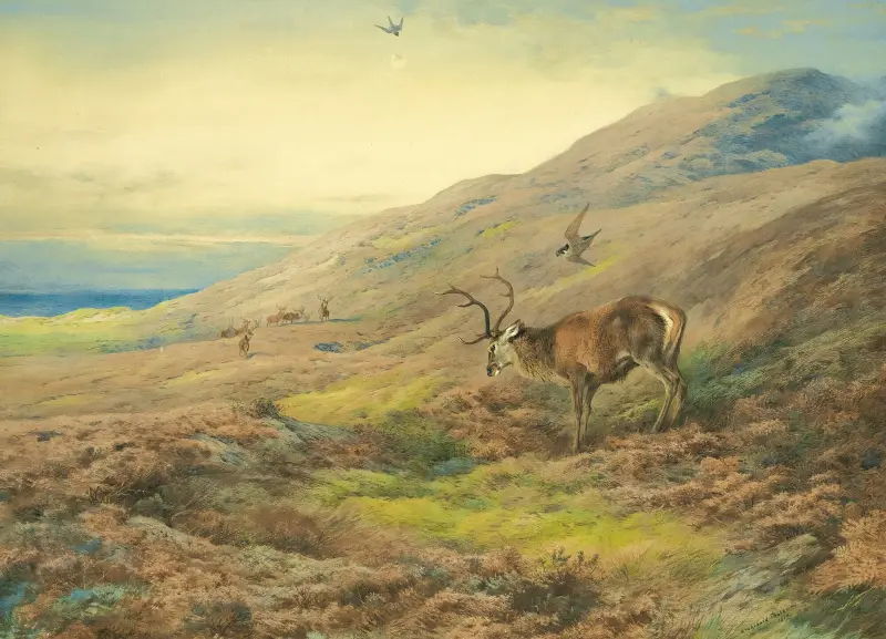 In The Highlands, Red Stag Mobbed By A Pair Of Peregrines av Archibald Thorburn
