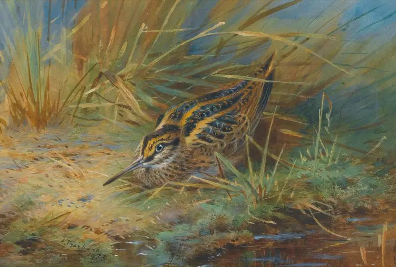 Zwergschnepfe von Archibald Thorburn