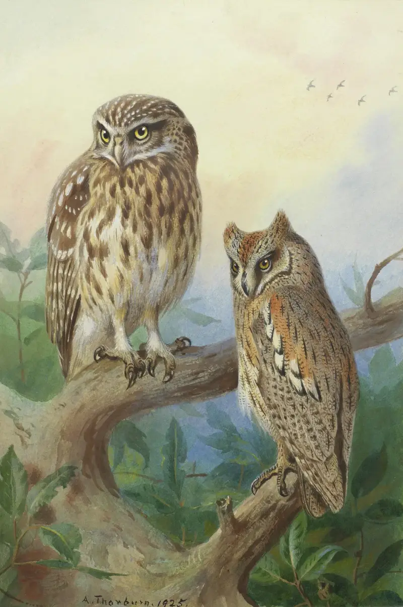Minervauggla och dvärguv av Archibald Thorburn