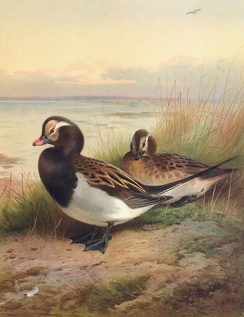 Eisente (Sommer), 1913 – Nr. 2 von Archibald Thorburn