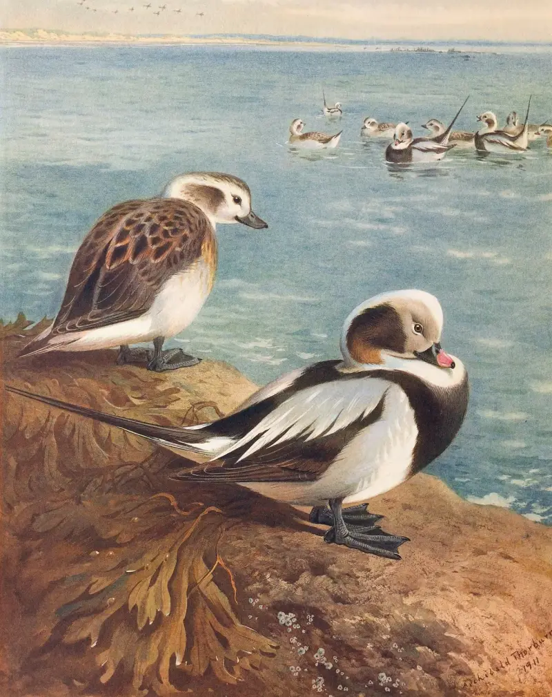Mořský pták (zima), 1913 – Nr. 1, Archibald Thorburn