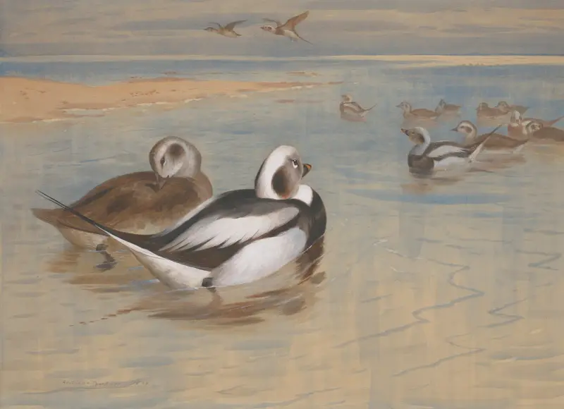 Eisenten von Archibald Thorburn