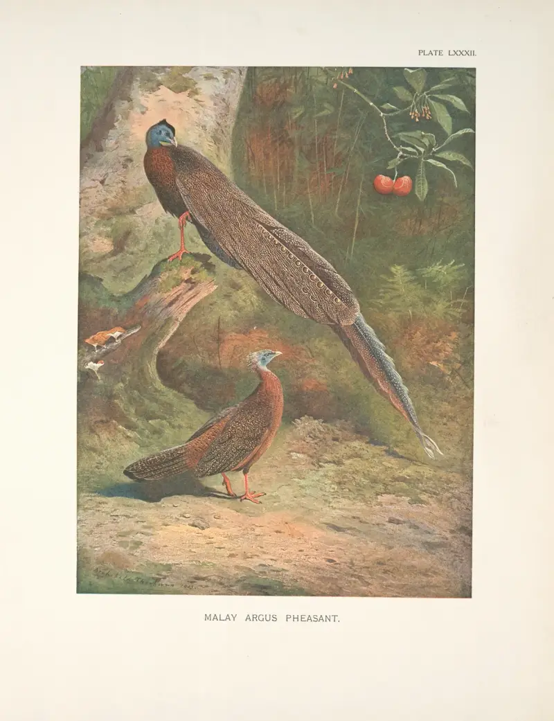 Malay Argus Pheasant (Argusianus argus). av Archibald Thorburn