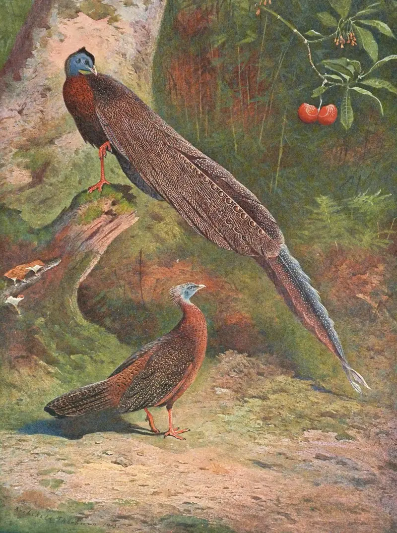 Malajský argus, Archibald Thorburn
