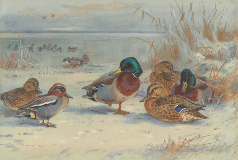 Gräsand och kricka i snö av Archibald Thorburn