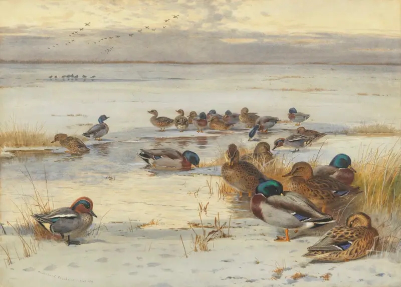 Snatteränder och krickor på en snötäckt marsk av Archibald Thorburn