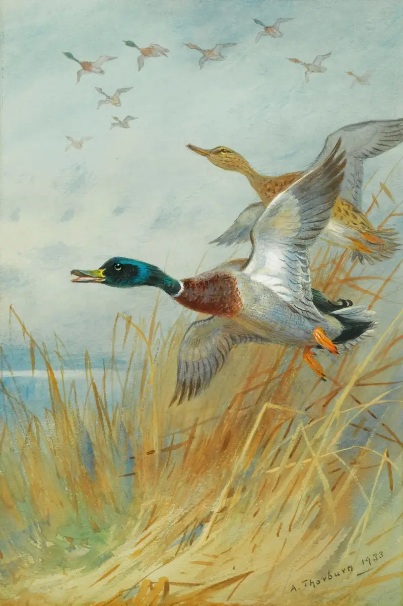 Mallard Rising av Archibald Thorburn