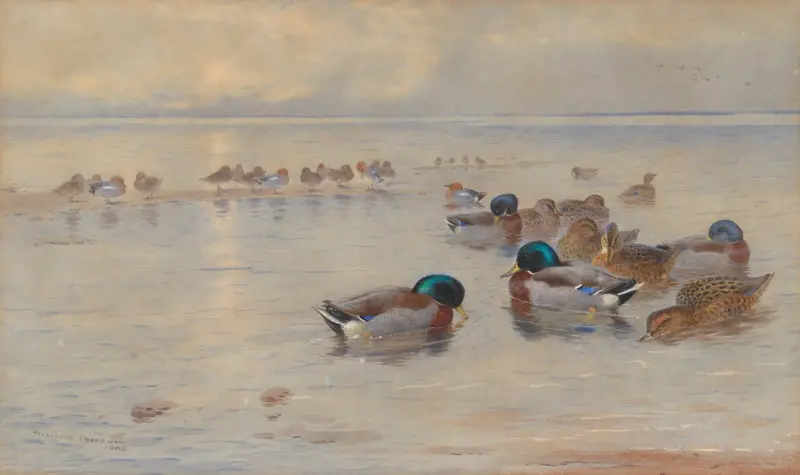 Gräsand på en sjö av Archibald Thorburn