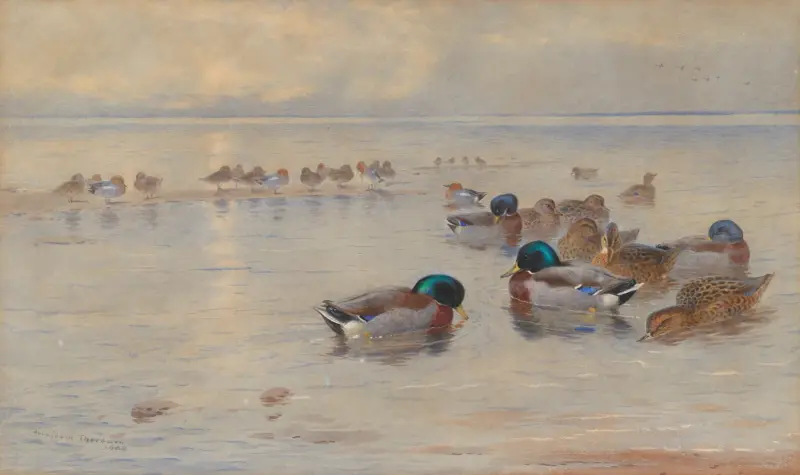 Gräsand på en sjö av Archibald Thorburn