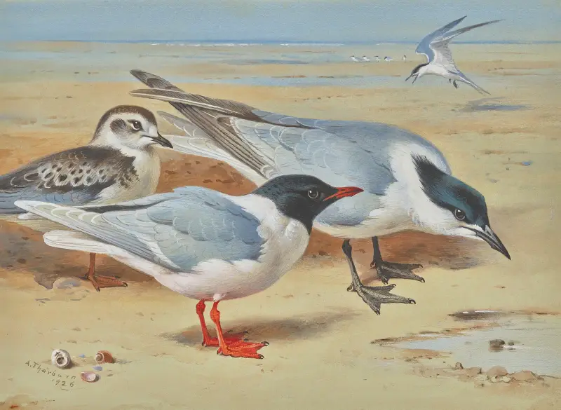 Mewa śródziemnomorska i młody ptak z rybitwami czubatymi na plaży, Archibald Thorburn