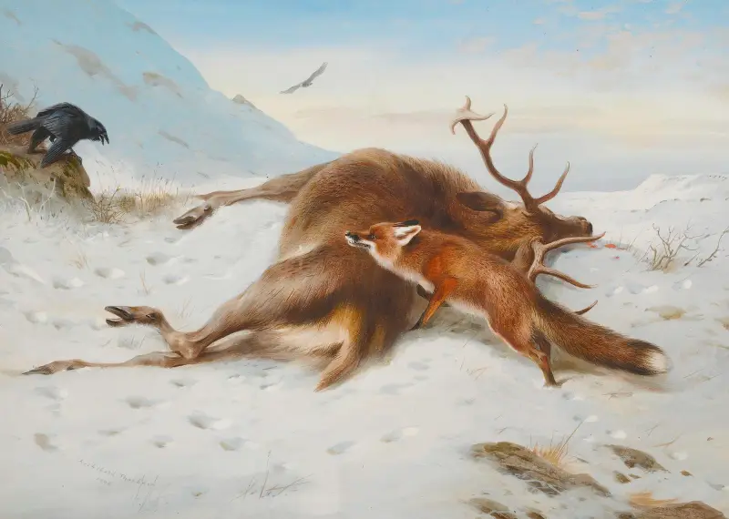 Not For The Larder av Archibald Thorburn