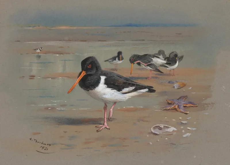 Oyster Catchers av Archibald Thorburn