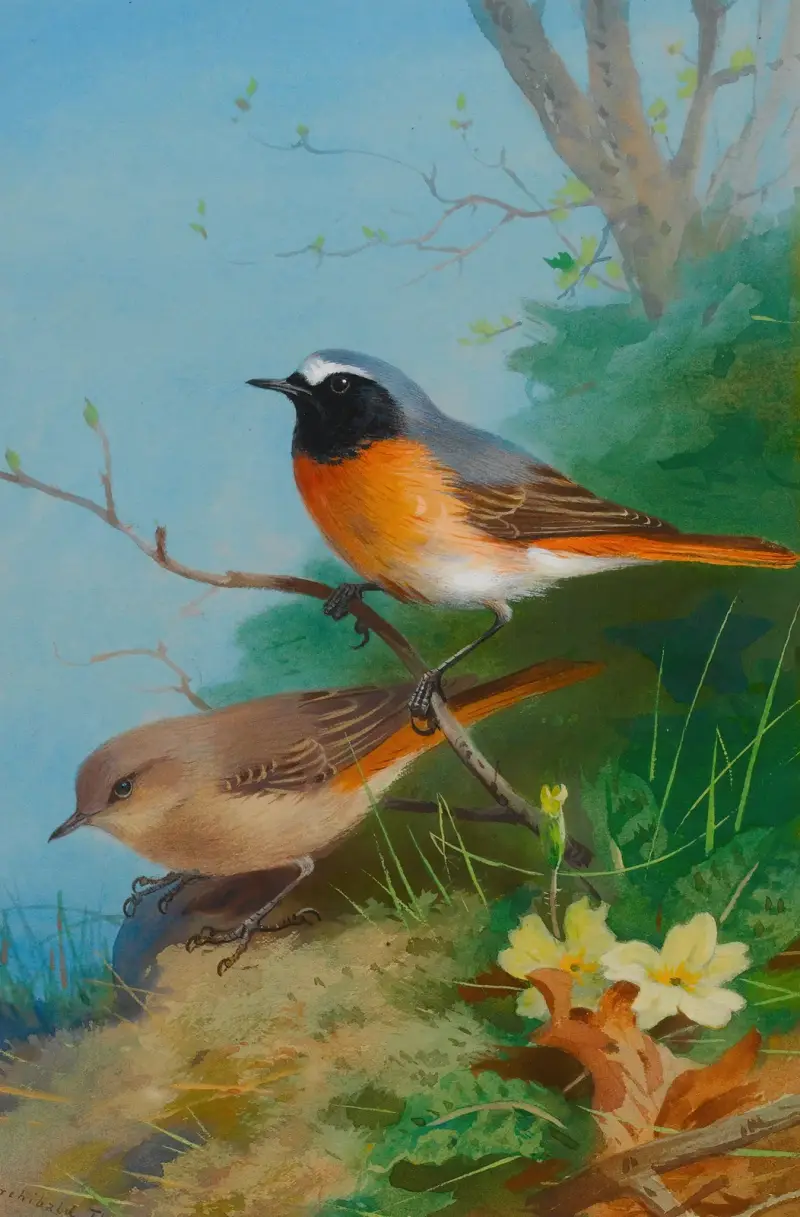 Ett par rödstjärtar av Archibald Thorburn