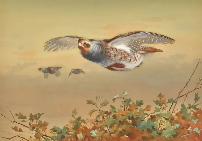 Partridge In Flight av Archibald Thorburn