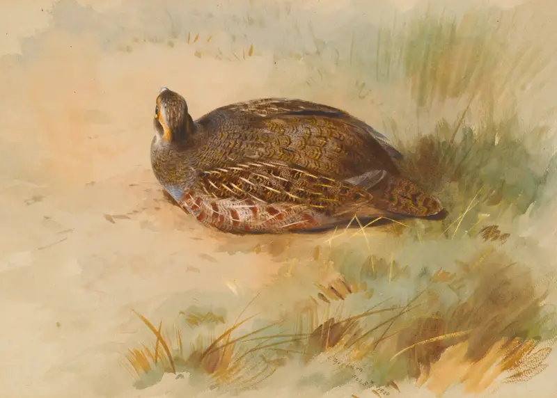 Rapphöna av Archibald Thorburn
