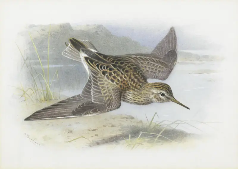 Pectoral Sandpiper von Archibald Thorburn