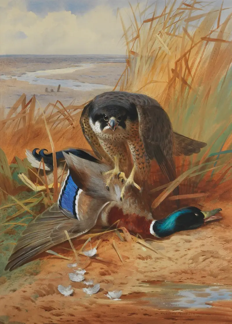 Pilgrimsfalk och gräsand på sandbank av Archibald Thorburn