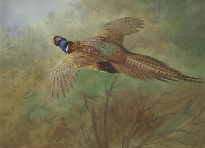 Bažant v letu, Archibald Thorburn